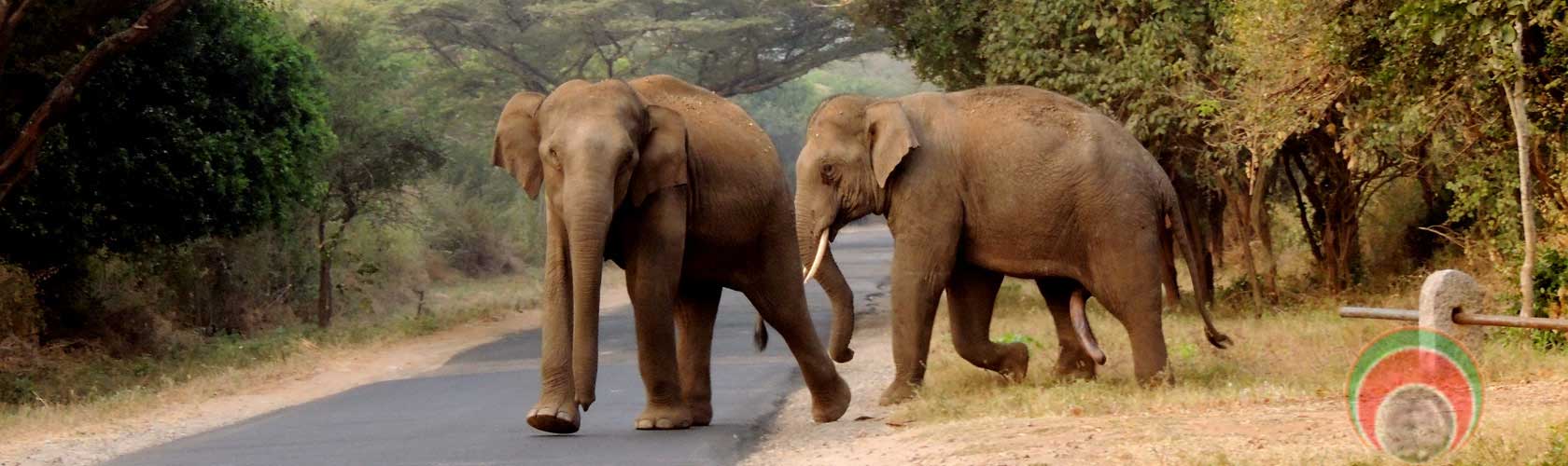 wildlif tour in kerala