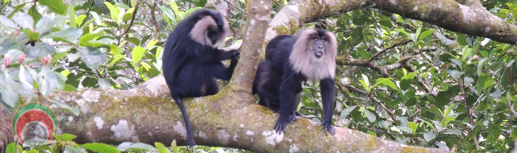 wildlife tour in india