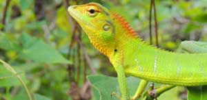 Wester ghats explorer