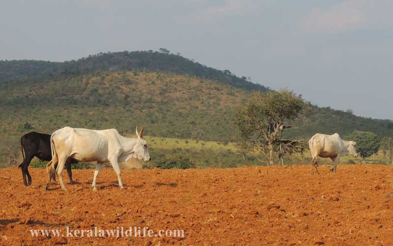 villages in Bandipur Bandipur tour