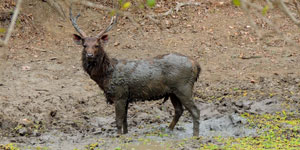 Cochin Bandipur tour