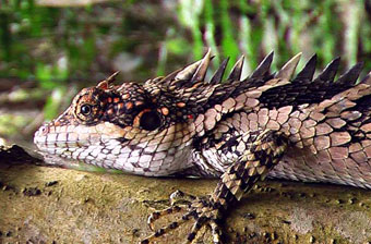 Wester ghats explorer