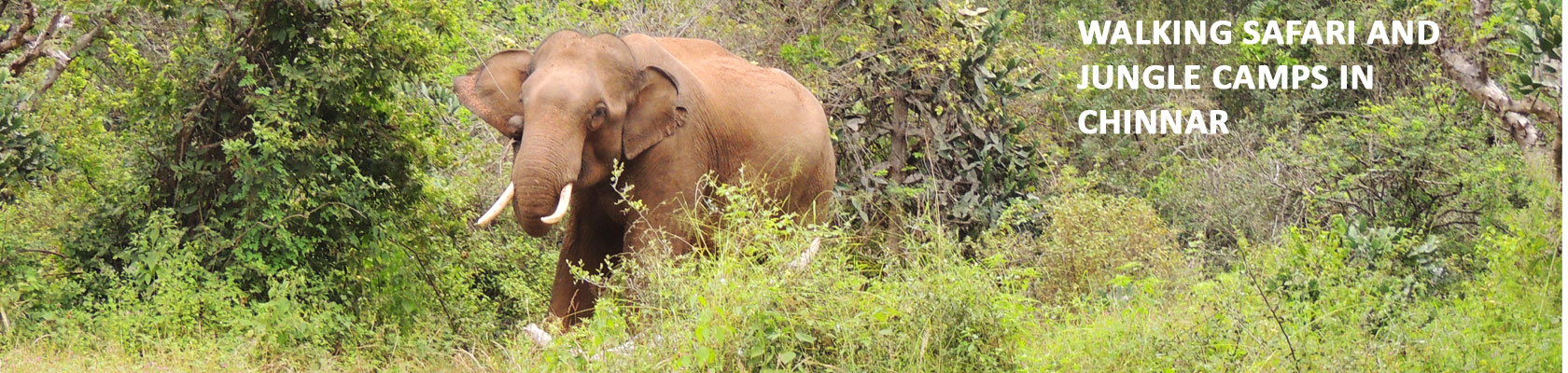 keralawildlife tours