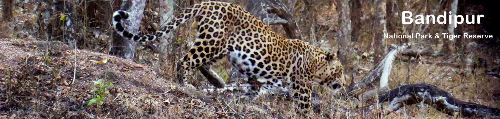 keralawildlife tours