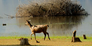 Cochin Kabini tour package