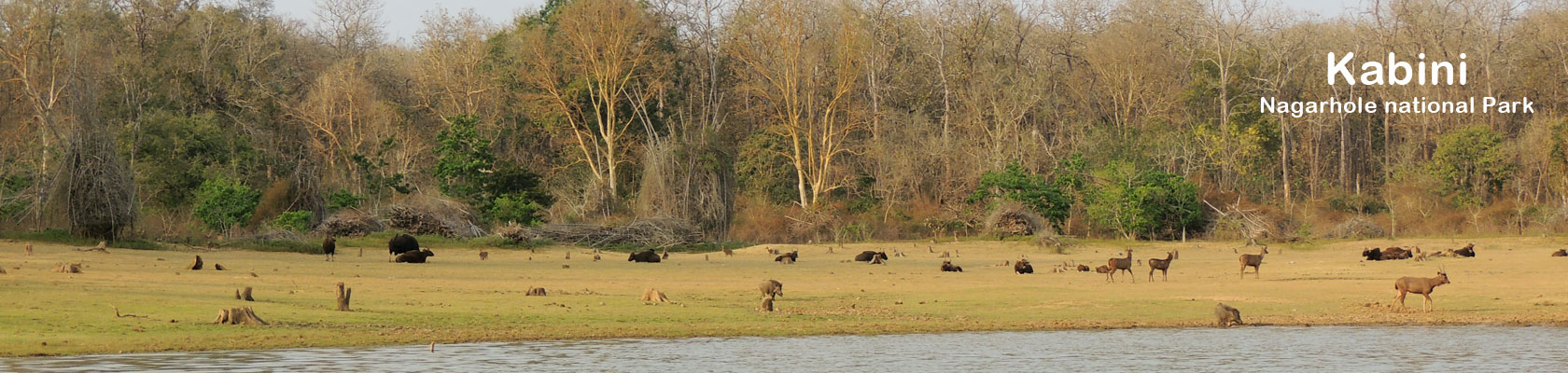 keralawildlife tours