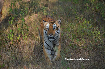 kerala wildlife safari