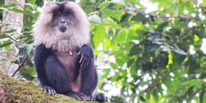 lion tailed macaque LTM in Valparai