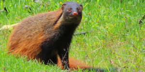 Wester ghats explorer