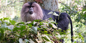 book a tour to chinnar