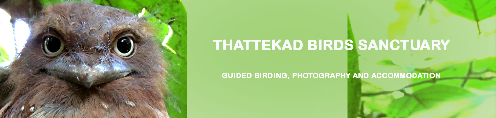 Thattekad bird sanctuary