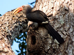 Wester ghats explorer