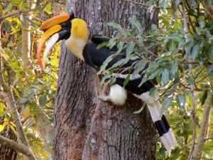 Wester ghats explorer