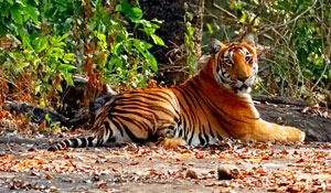 book a tour to Western ghats