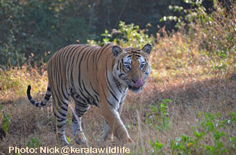 kerala wildlife safari
