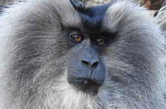 book a tour to chinnar