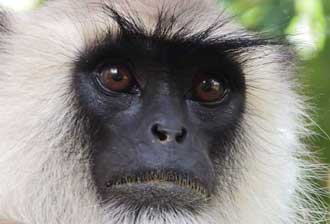 book a tour to chinnar