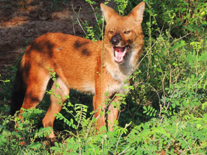 Wester ghats explorer