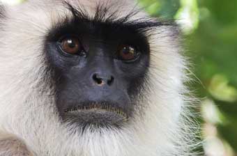 book a tour to chinnar