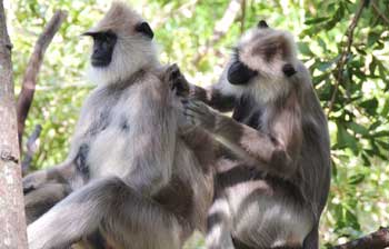 Tufted Grey langur