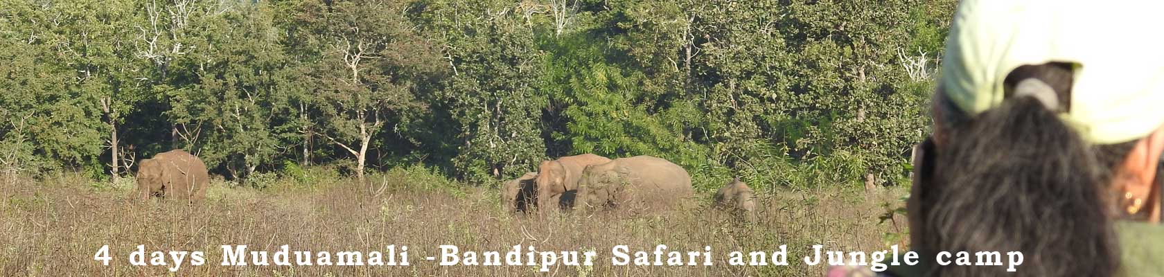 camping in Mazinagudi