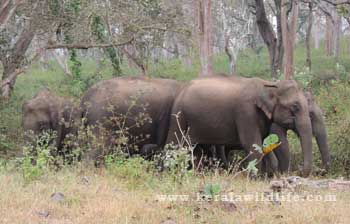 book a tour to chinnar