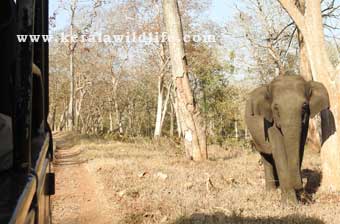 Wester ghats explorer