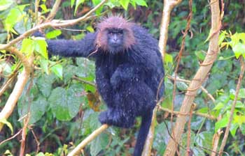 Nilgiri Langur