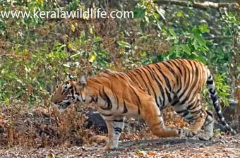 book a tour to chinnar