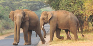 book a tour to chinnar