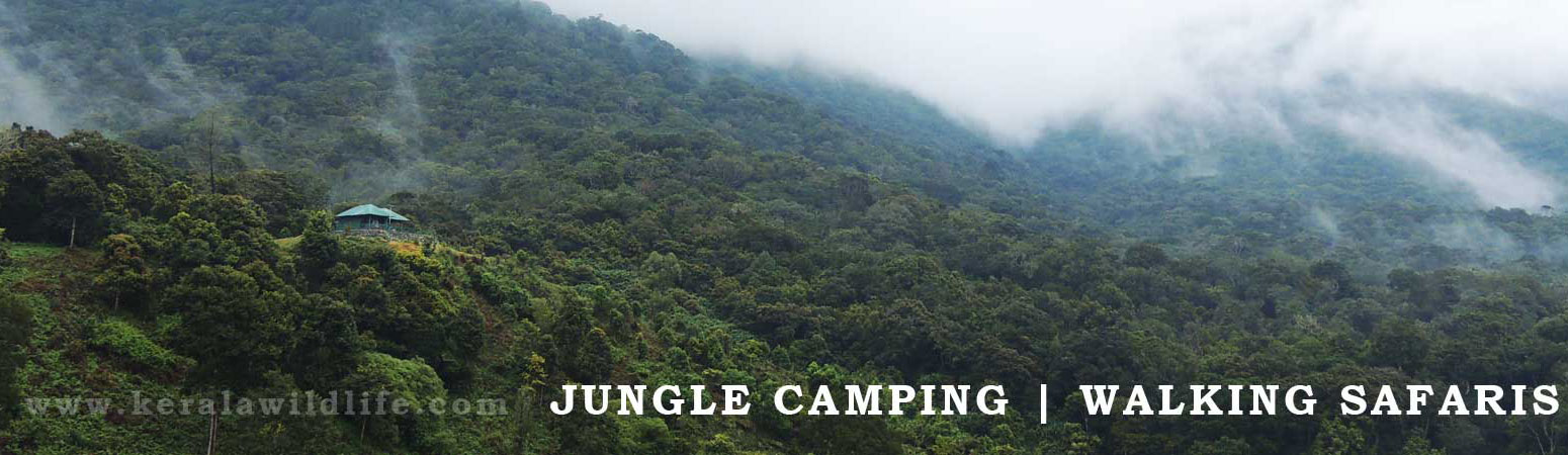 keralawildlife tours