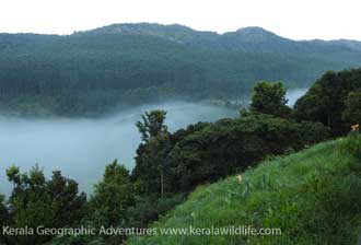 Pampadumshola National Park