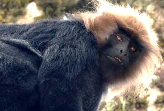 Nilgiri Langur