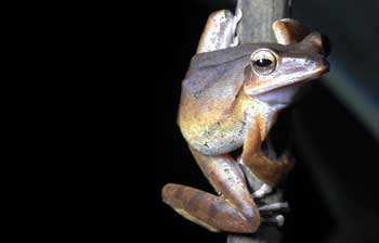 book a tour to chinnar