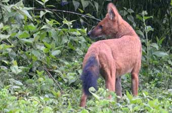book a tour to chinnar